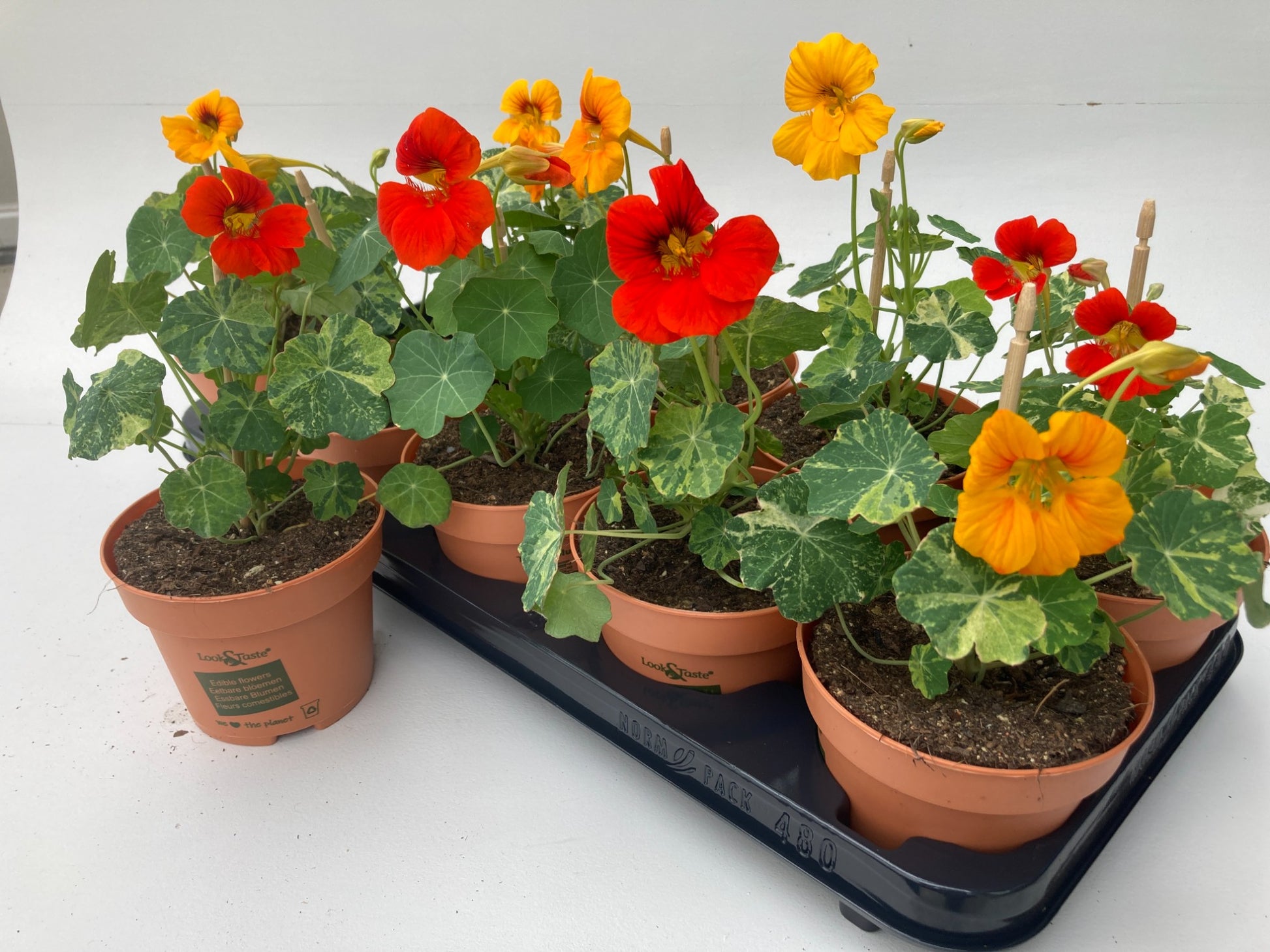 Tropaeolum majus (Nasturtium) 22cm 12cm Pot