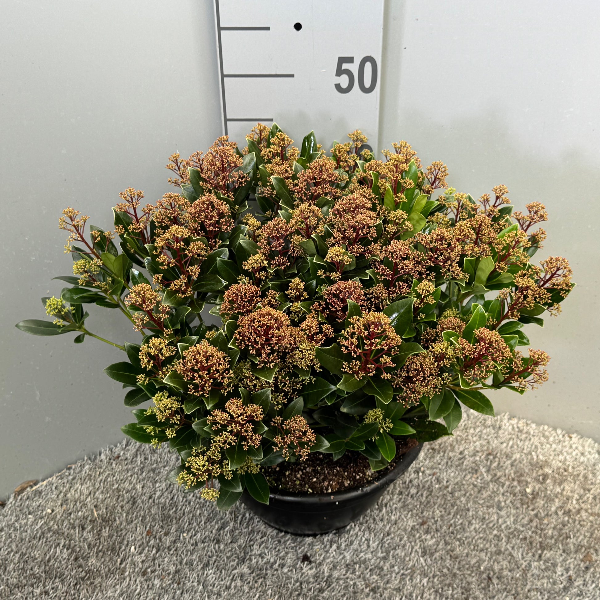 Skimmia japonica Rubesta Jos 50cm 25cm Pot
