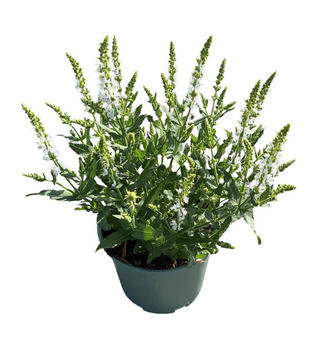 Salvia nem. Schneehuegel 30cm 17cm Pot