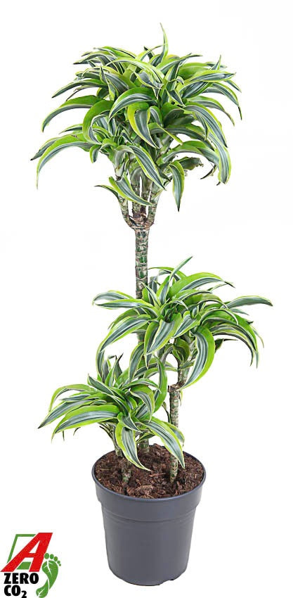 Dracaena frag. Lemon Surprise 100cm 21cm Pot