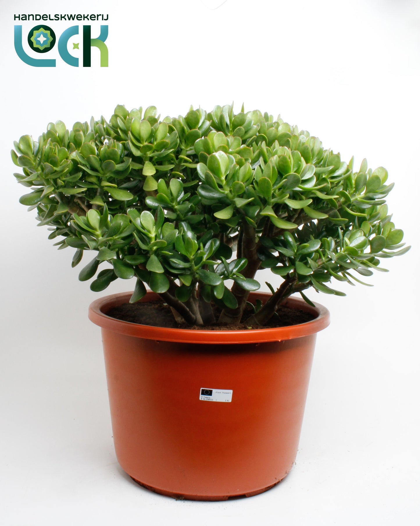 Crassula Argentea ovata 70cm 44cm Pot
