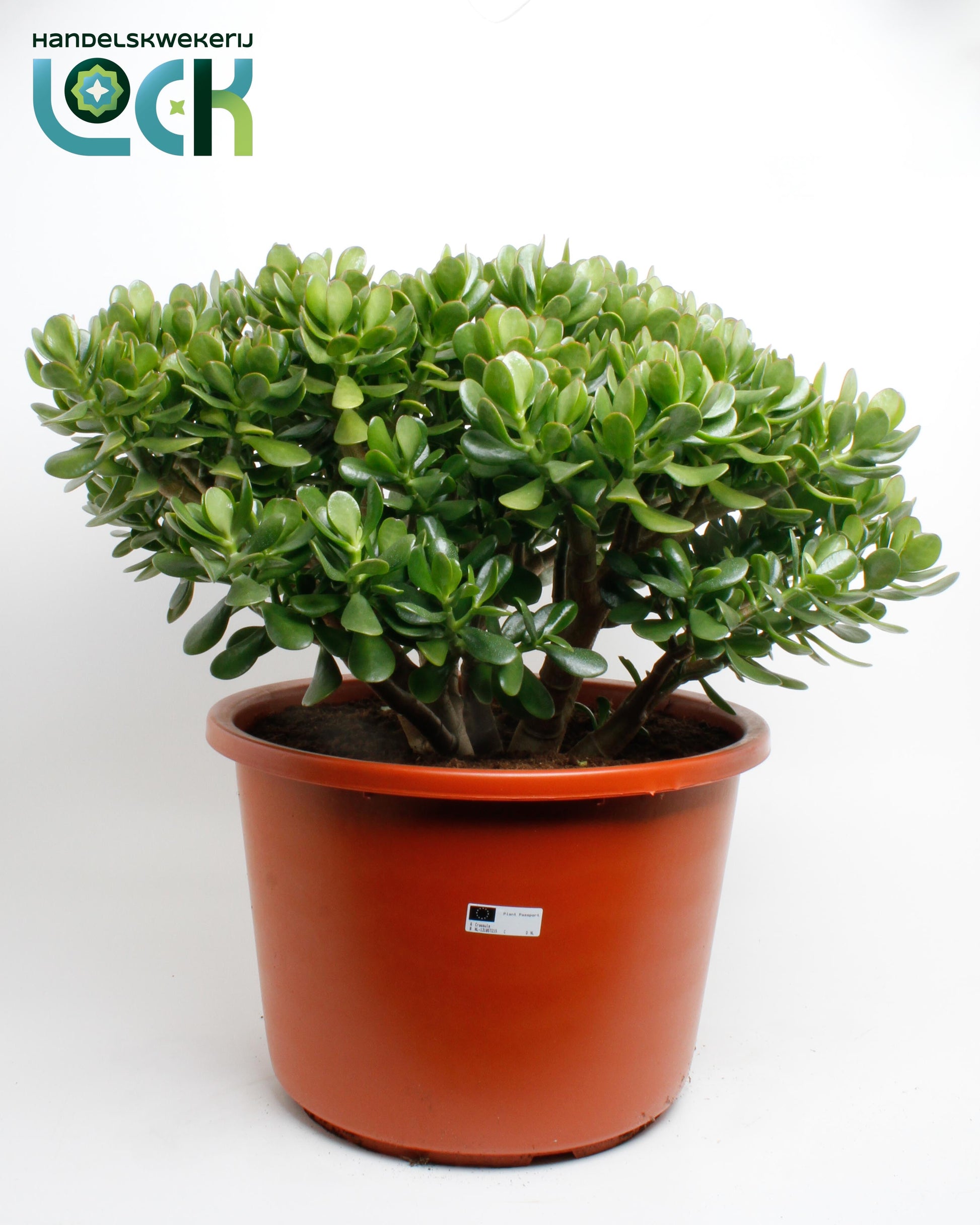 Crassula Argentea ovata 70cm 44cm Pot