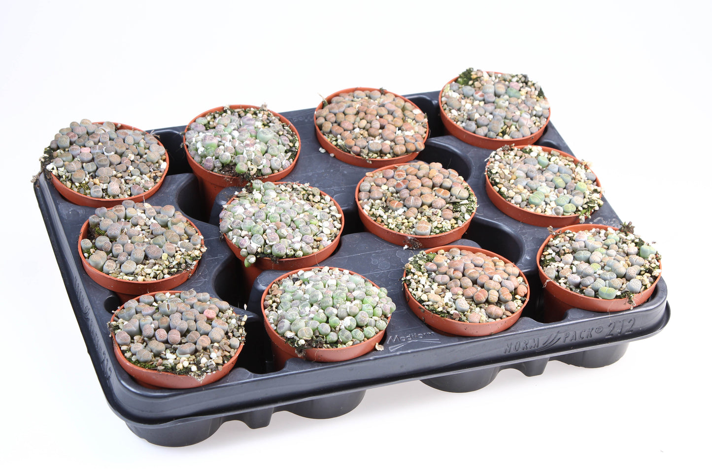 Lithops species mix 11cm Special Pot (508)