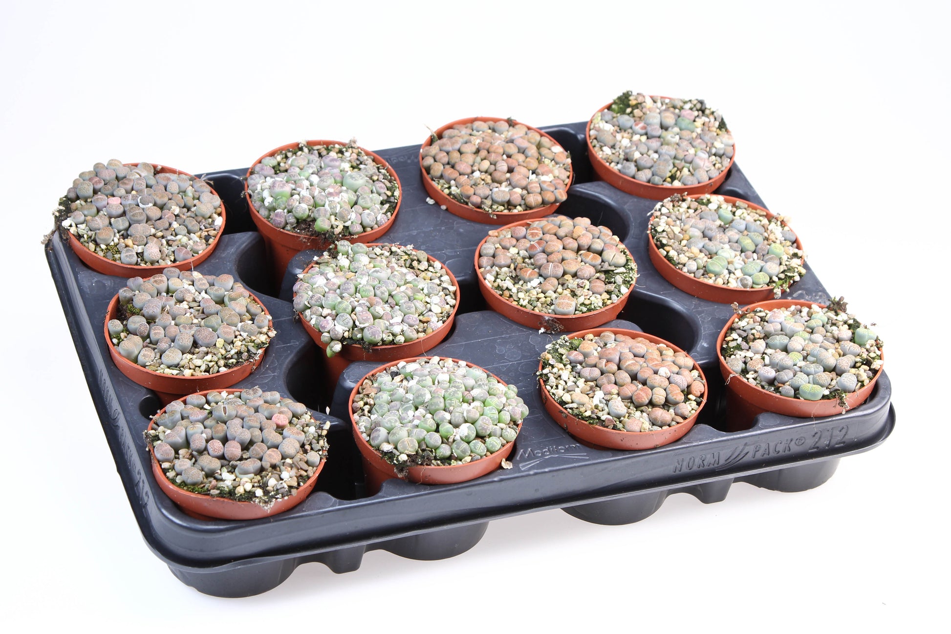 Lithops species mix 11cm Special Pot (508)