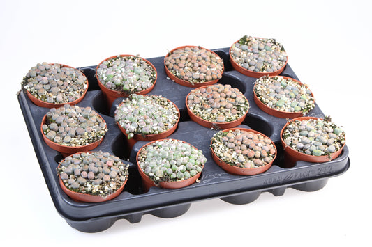 Lithops species mix 11cm Special Pot (508)