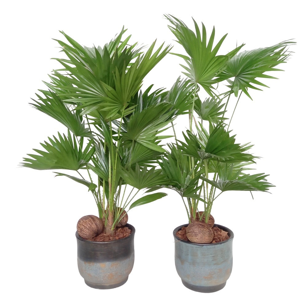 Livistona rotundifolia 70cm 20cm Pot