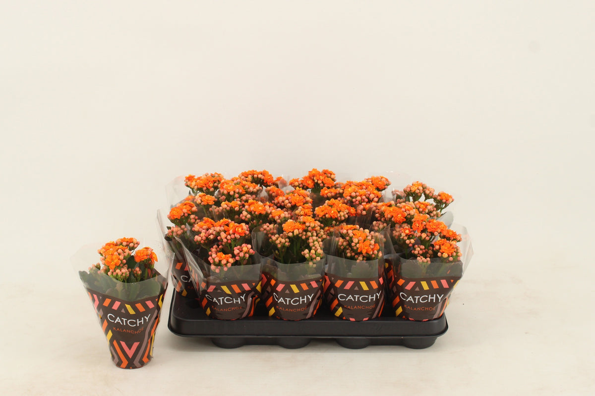 Kalanchoe double Hawn Orange 15cm 8cm Pot
