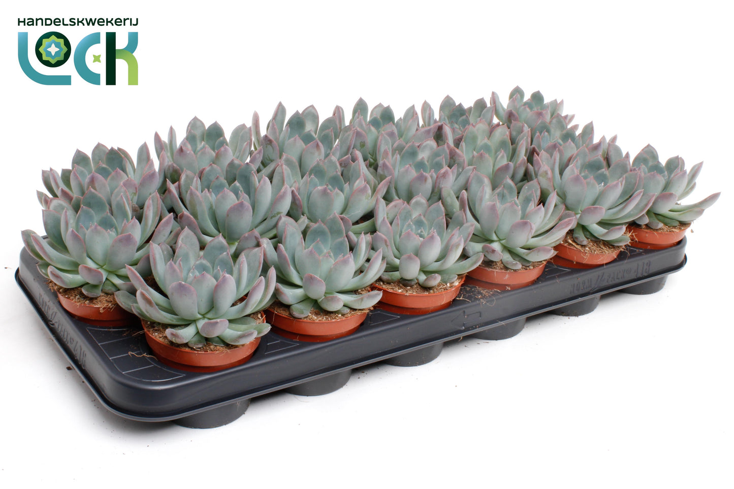 Echeveria pulidonis 12cm 8.5cm Pot