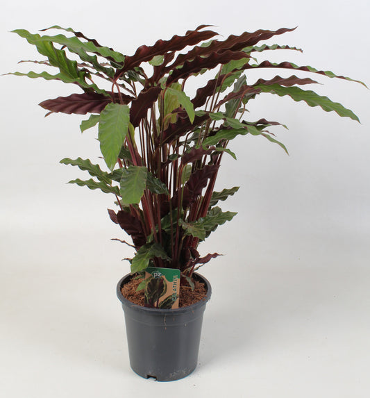 Calathea Rufibarba 60cm 17cm Pot