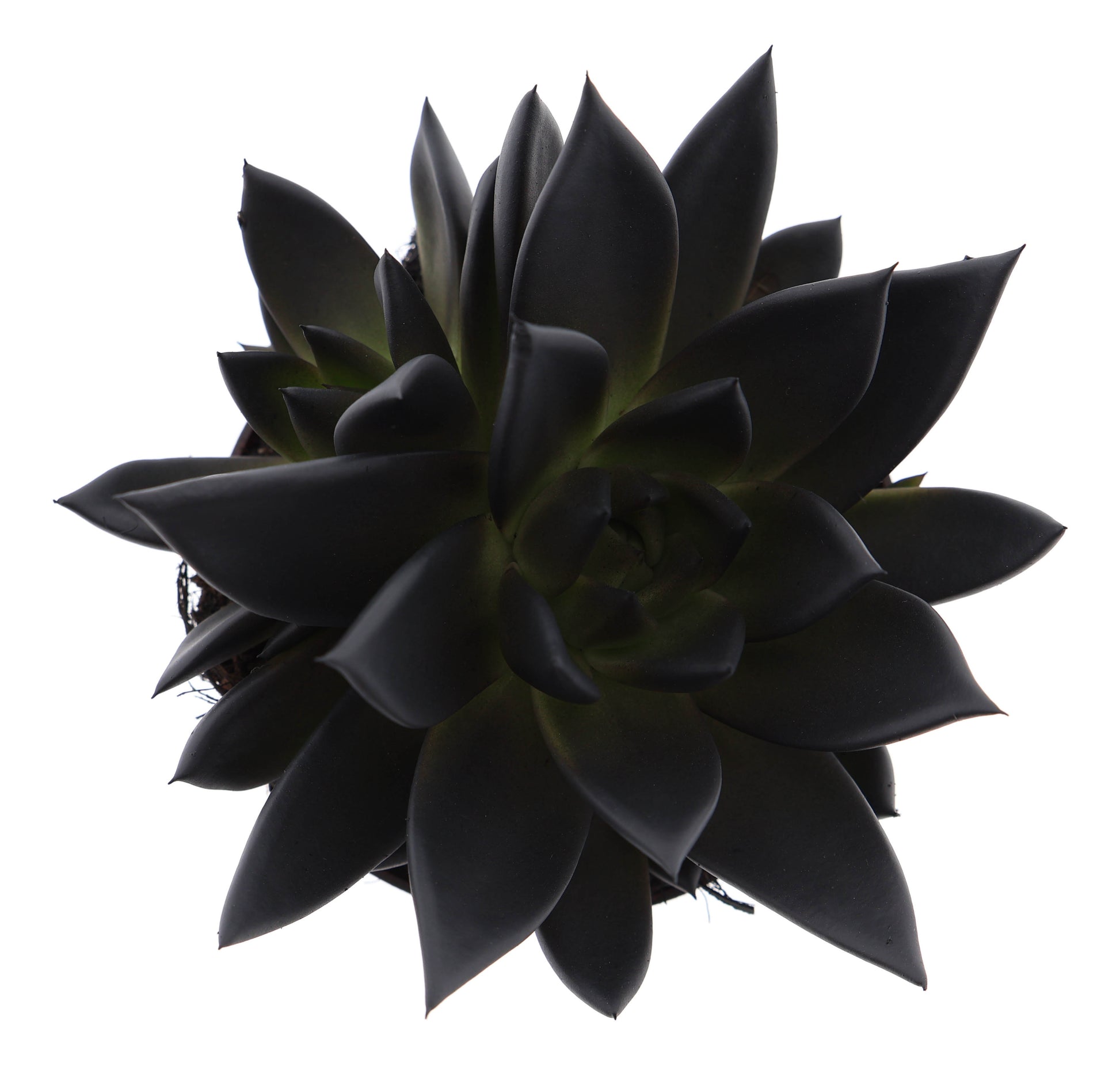 Rainbow deep black 12cm 510cm Pot