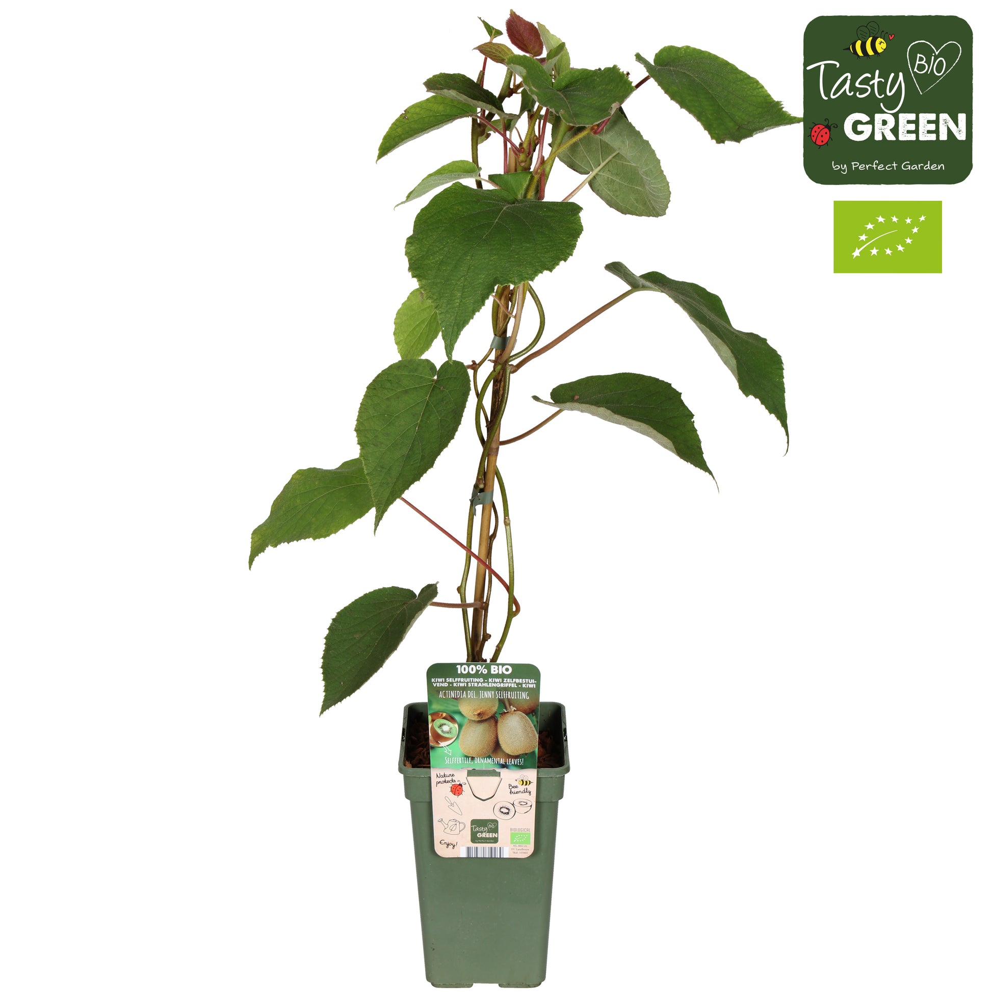 Actinidia deliciosa Jenny (Hardy Kiwi) 50cm 19cm Pot
