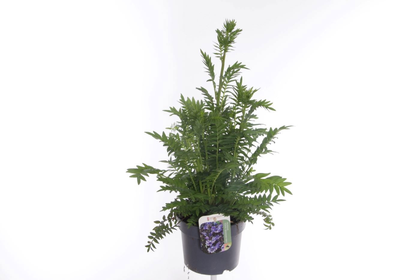 Polemonium reptans 60cm 17cm Pot