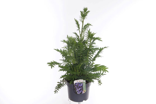 Polemonium reptans 60cm 17cm Pot