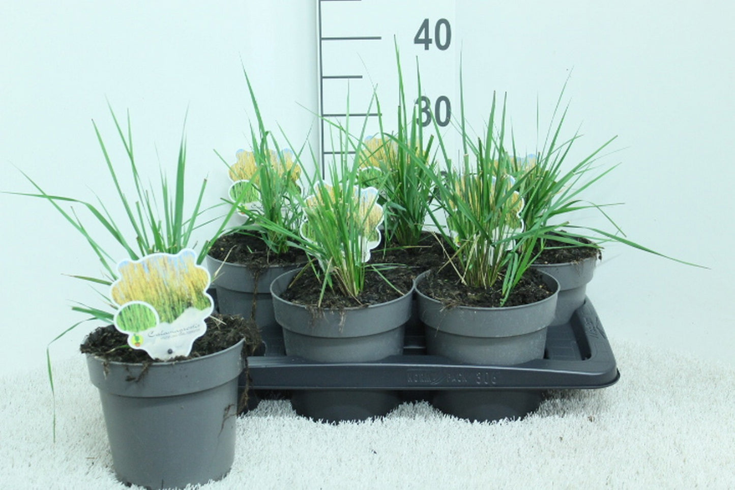 Calamagrostis Karl Foerster 35cm 17cm Pot