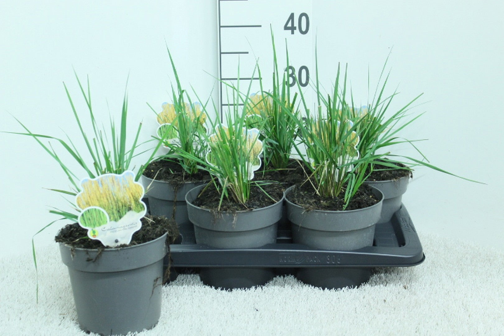 Calamagrostis Karl Foerster 35cm 17cm Pot