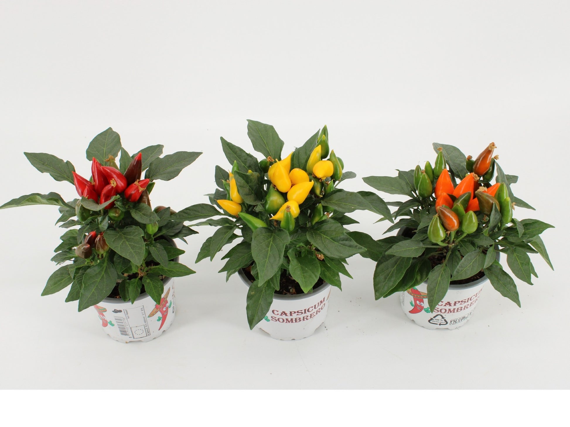 Capsicum ann. Favorit mix 25cm 510cm Pot