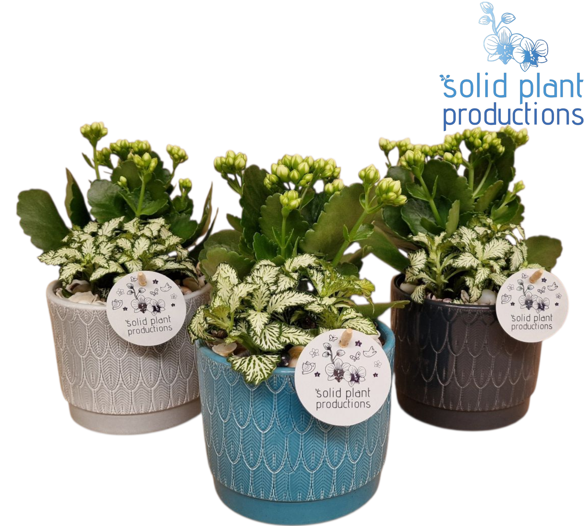 NV002 Ariël Navy Kalanchoë Fittonia 24cm 12cm Pot