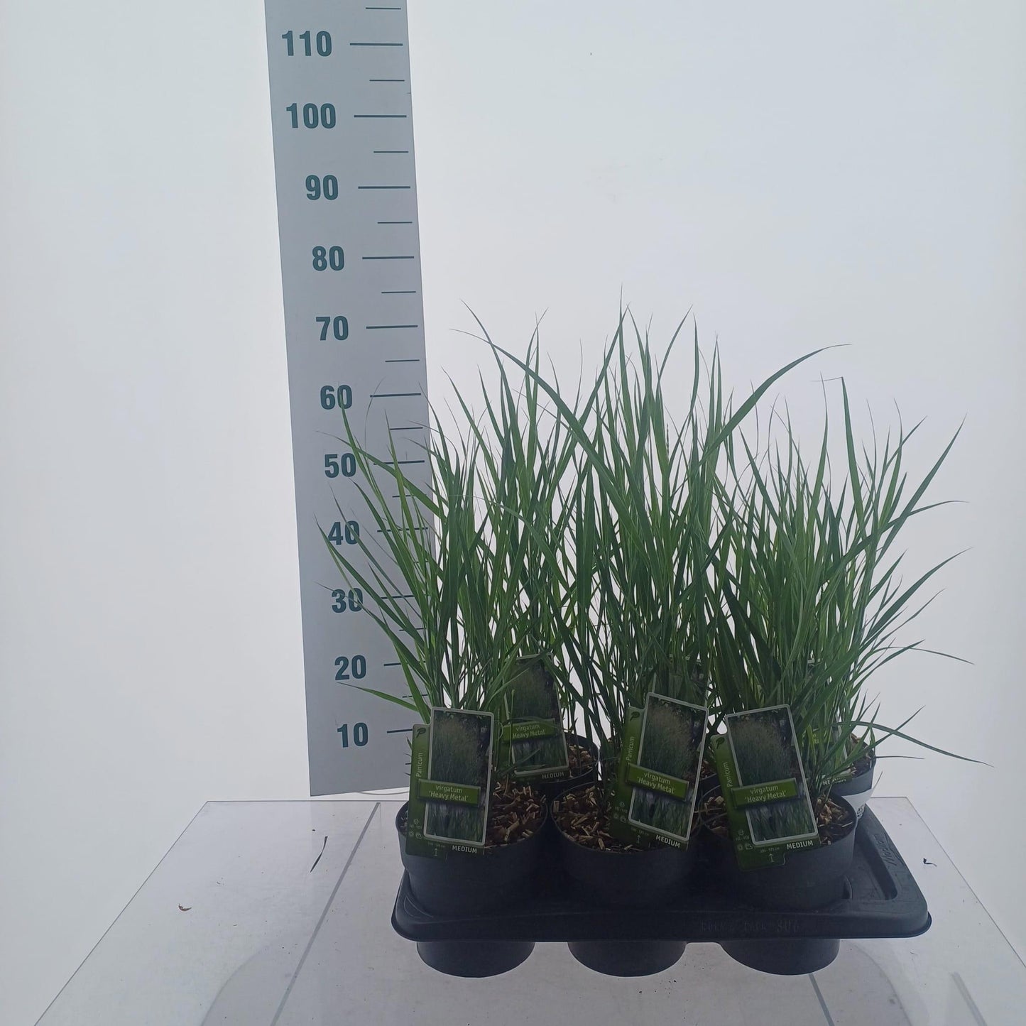 Panicum Heavy Metal 55cm 17cm Pot