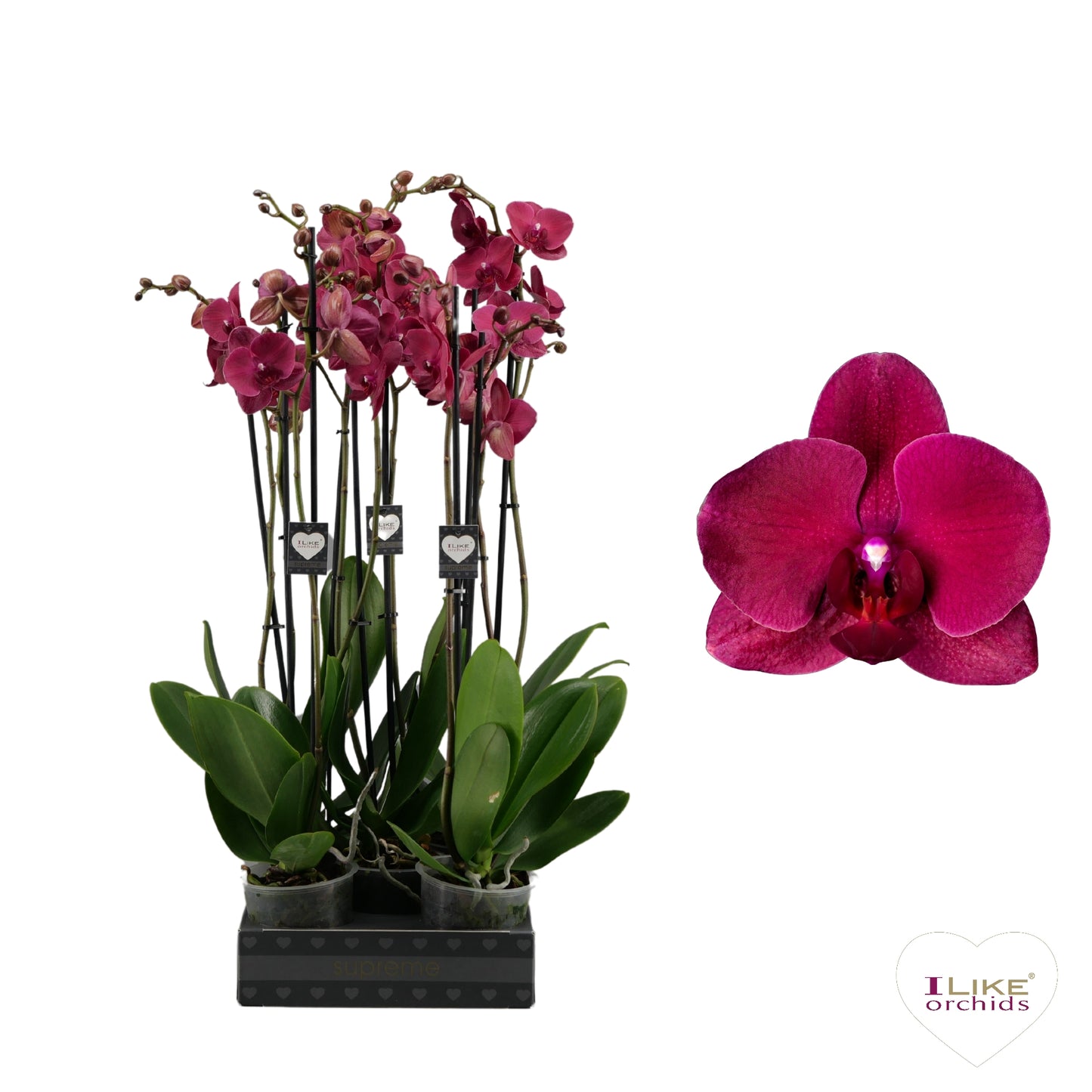 Phalaenopsis Montreux 75cm 12cm Pot