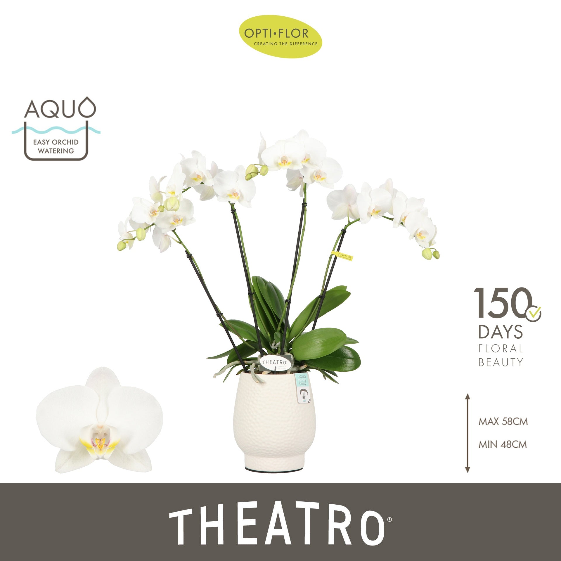 Phalaenopsis Theatro Classico white 60cm 12cm Pot