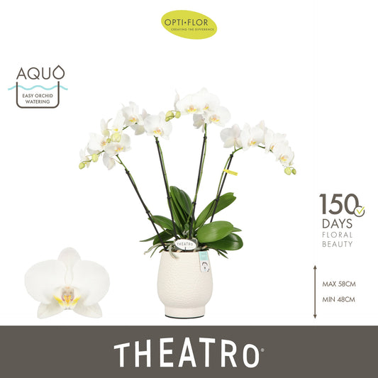 Phalaenopsis Theatro Classico white 60cm 12cm Pot