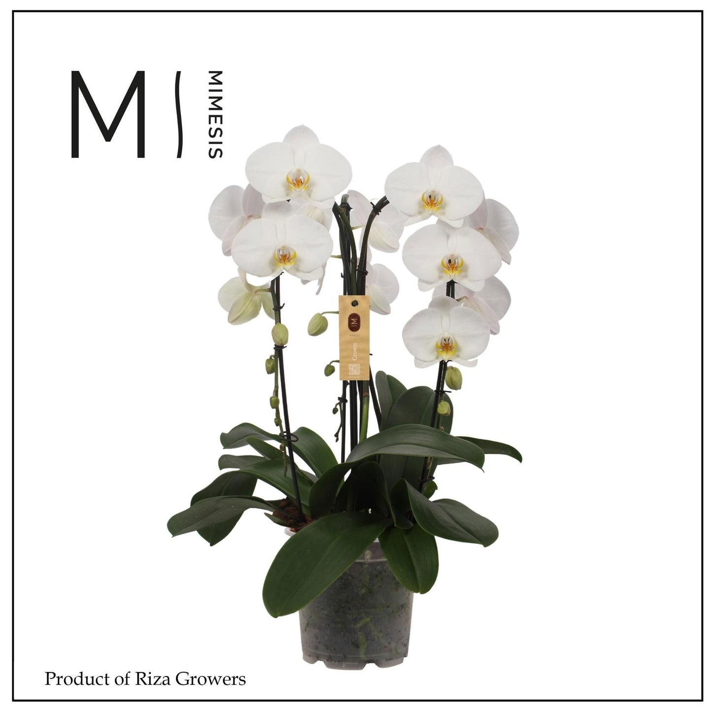 Riza Ter Laak Orchios Phalaenopsis white Pack of 2