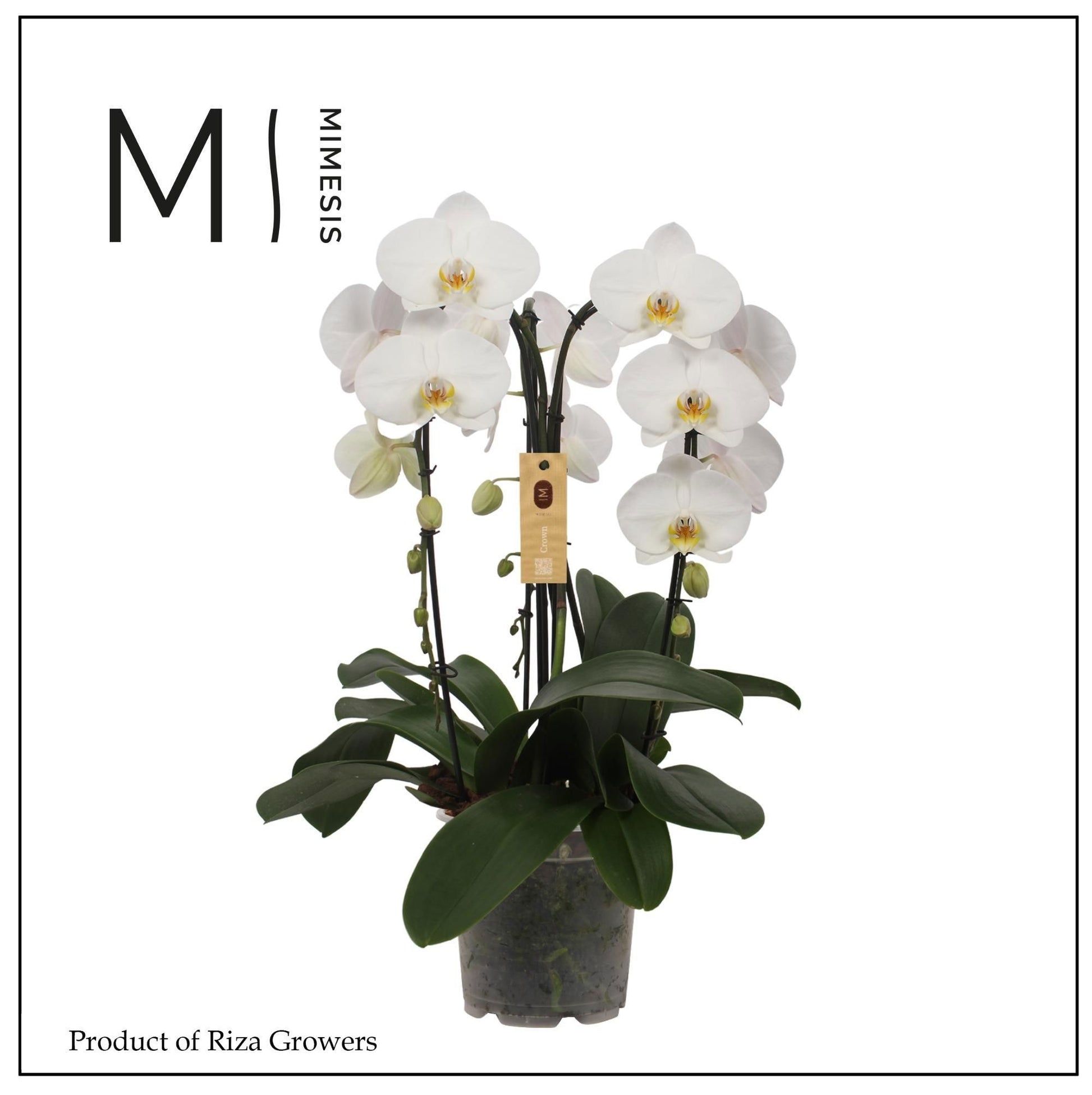 Riza Ter Laak Orchios Phalaenopsis white Pack of 2