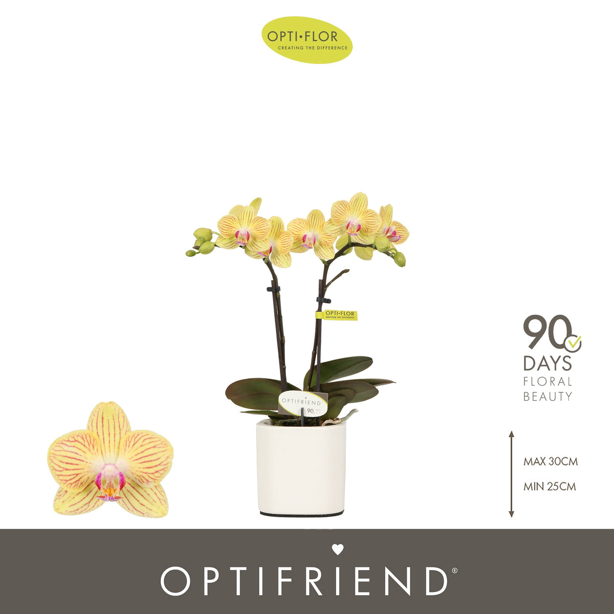 Phalaenopsis yellow 25cm 7cm Pot