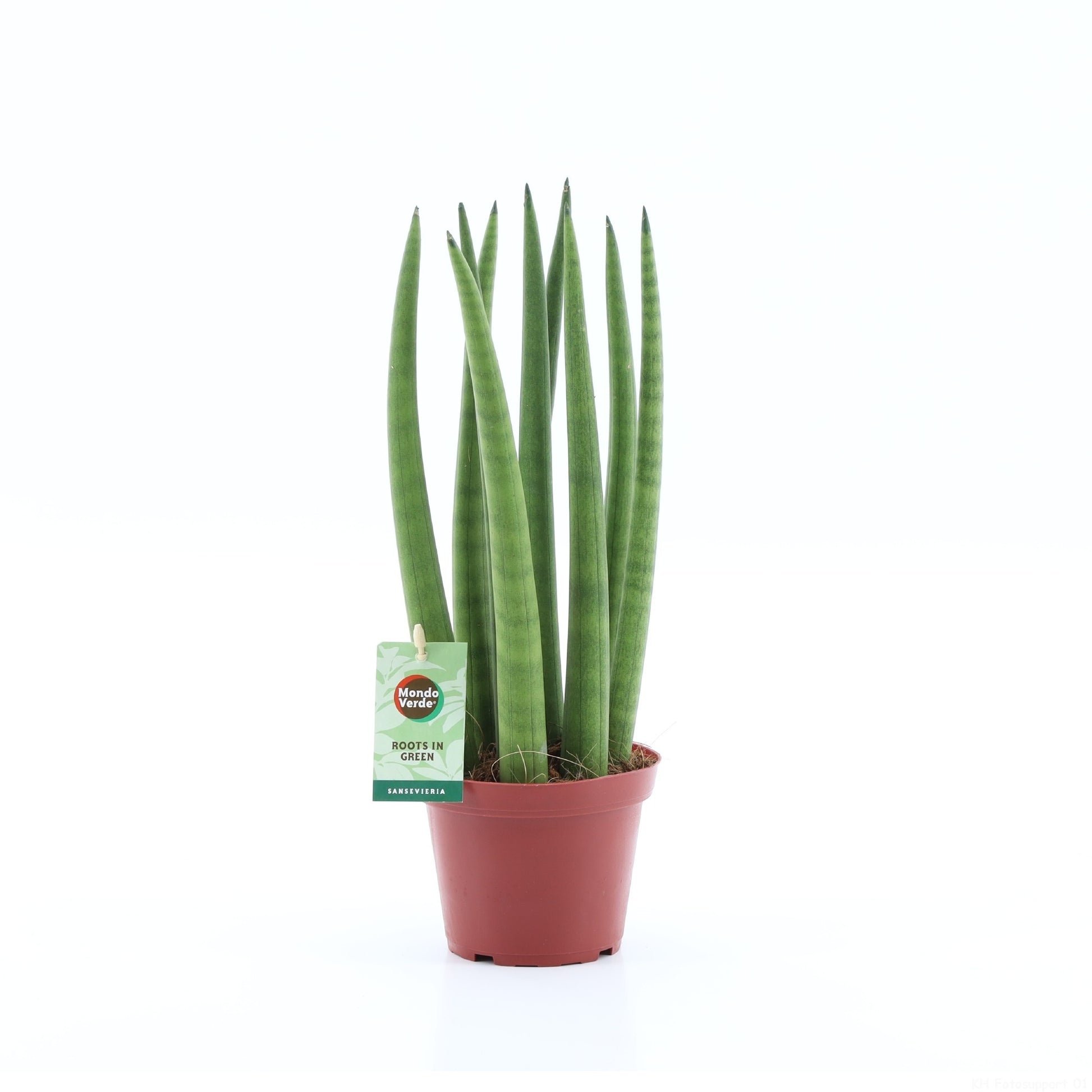 Mondo Verde (Bakker) Sansevieria cylindrica Pack of 8