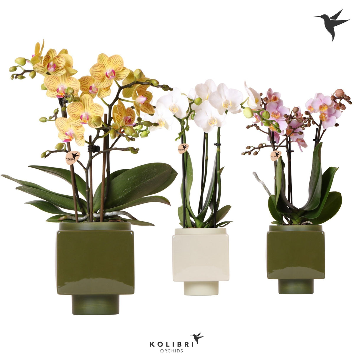 Kolibri Orchids Phalaenopsis mix 3 spike in Cube pot green mix 40cm 9cm Pot