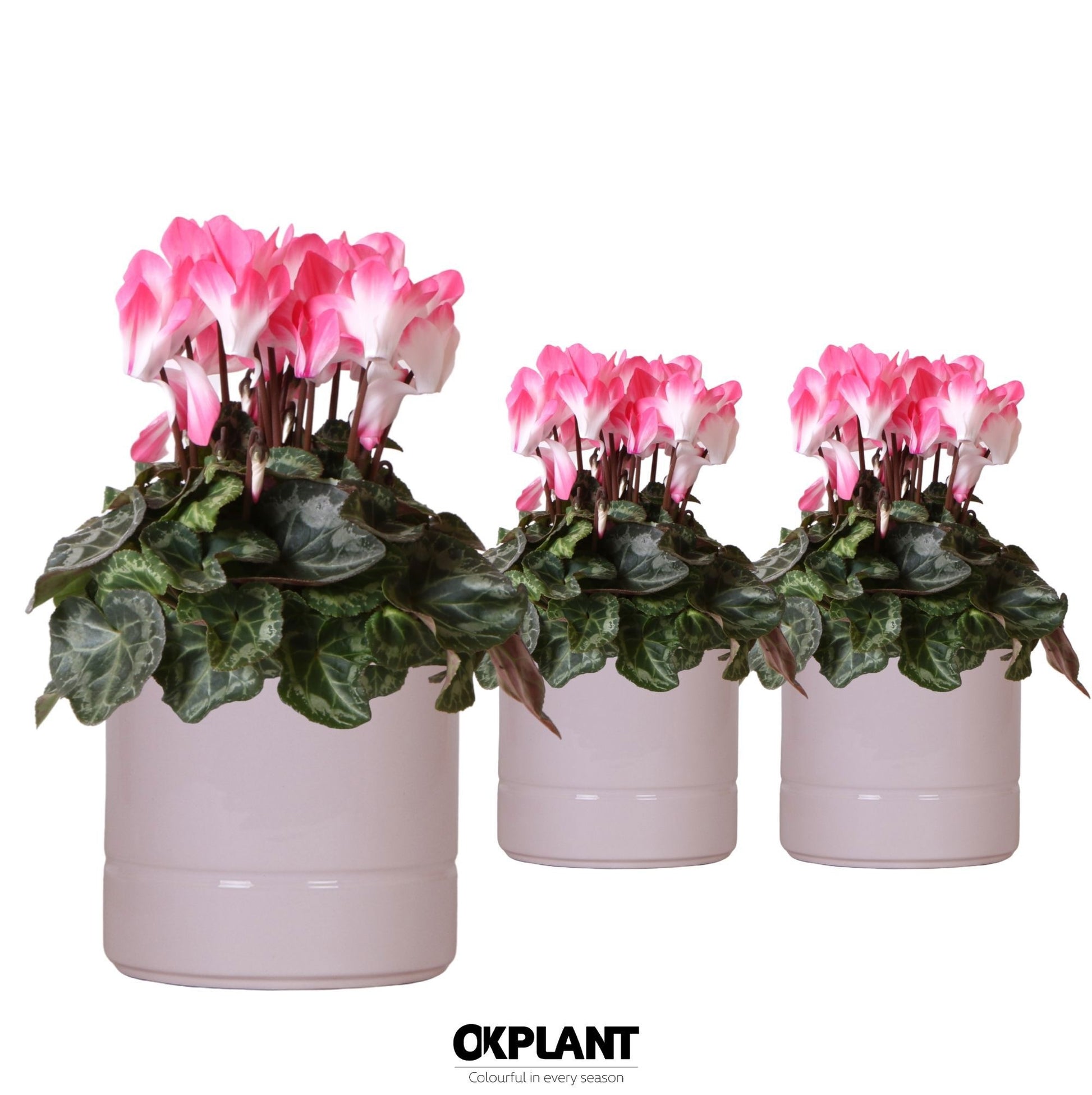 OK Plant Cyclamen Indiaka salmon Pack of 6