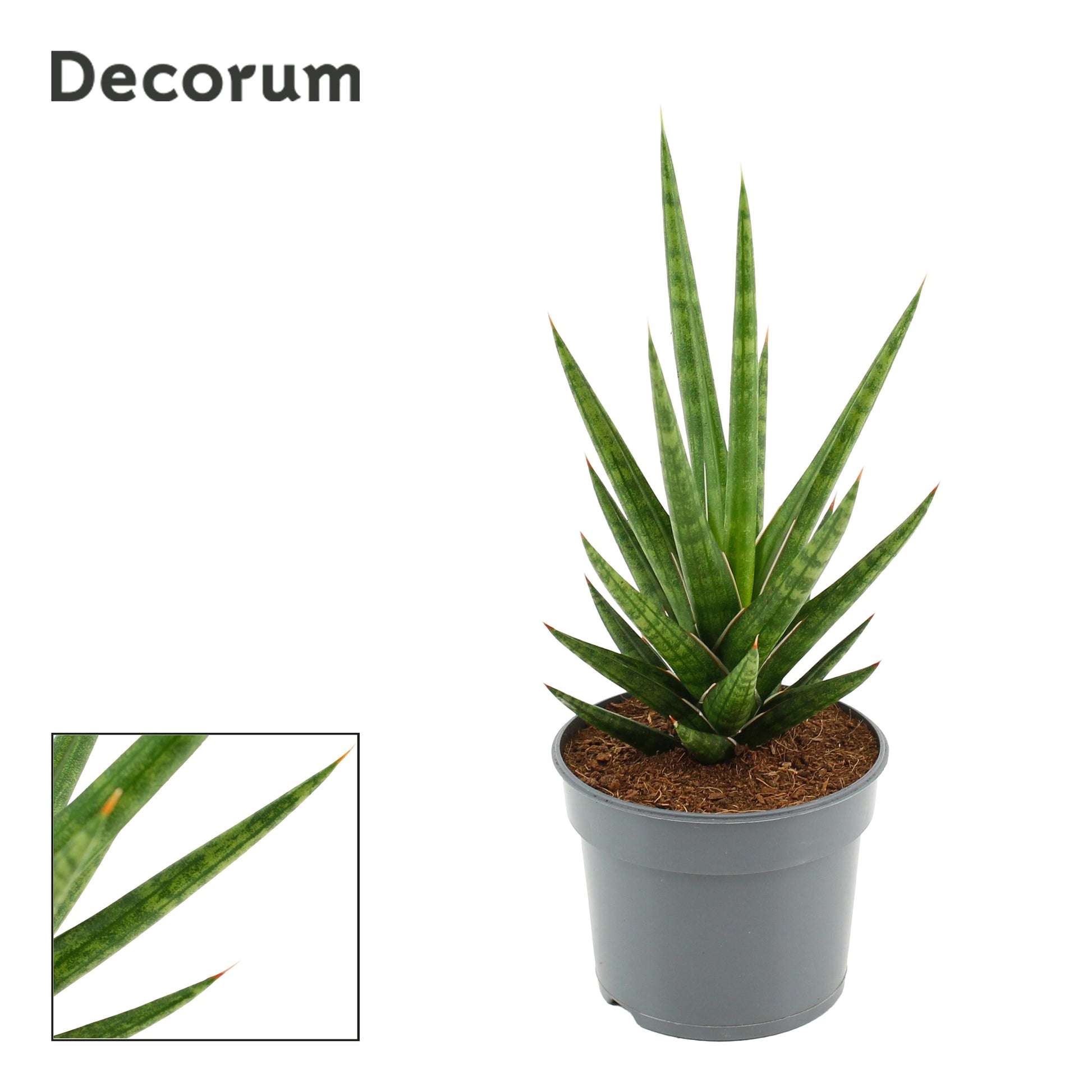 Sansevieria francisii 22cm 9cm Pot