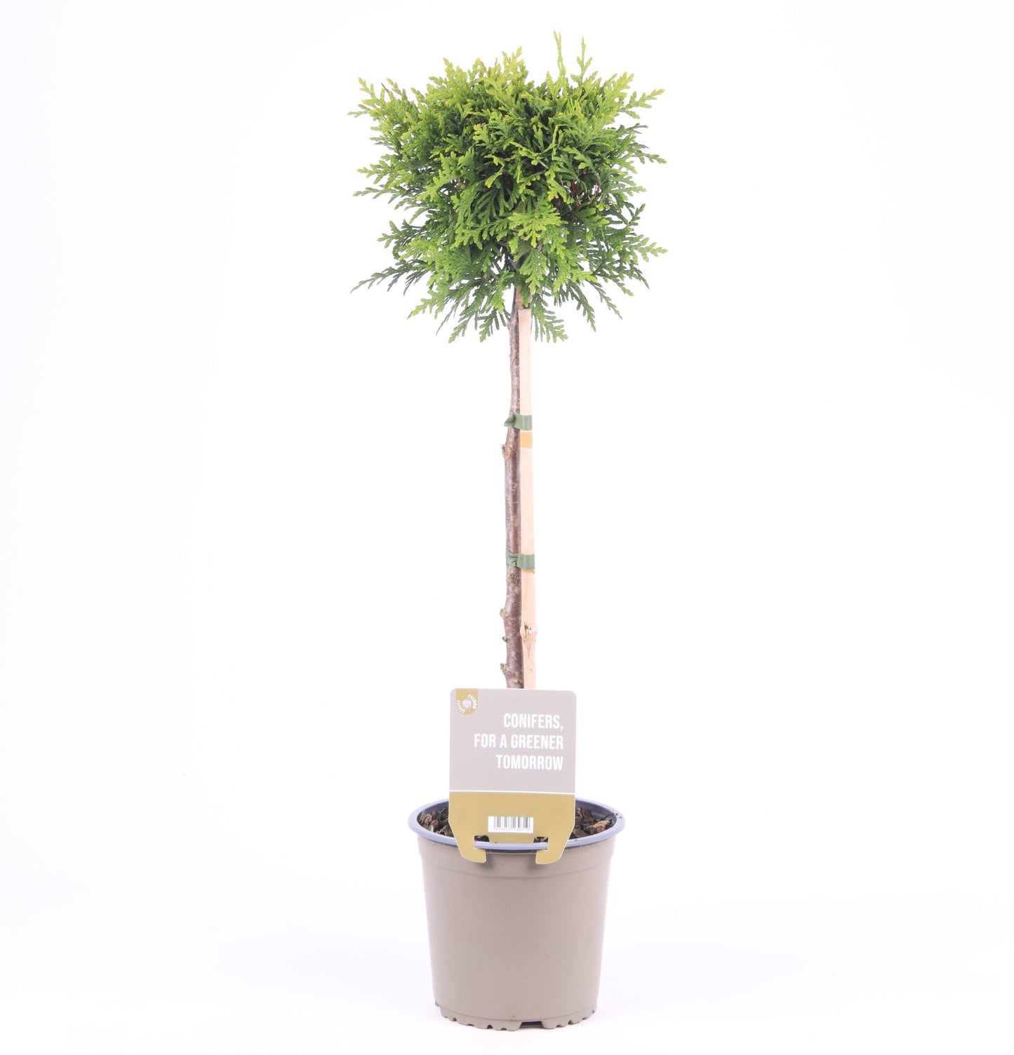 Vredebest, Kwekerij Thuja occ. Brabant standard Pack of 6