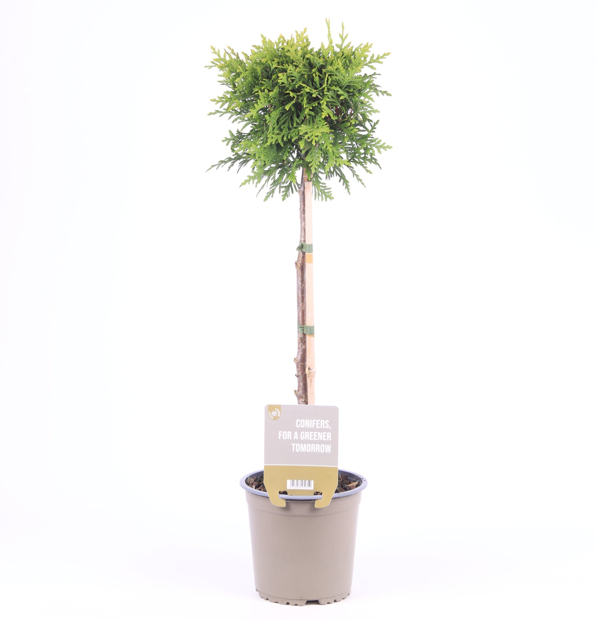 Vredebest, Kwekerij Thuja occ. Brabant standard Pack of 6