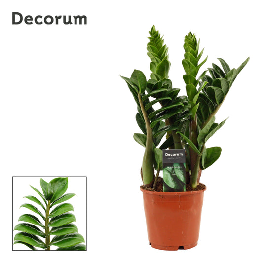 Zamioculcas Zenzi 40cm 14cm Pot