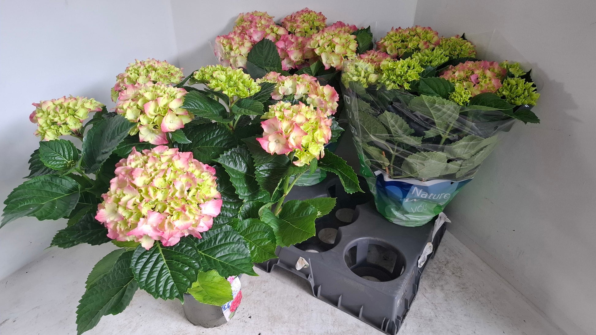 Meeslouwer, Kwekerij Hydrangea macr. Blauer Zwerg Blue Pack of 5