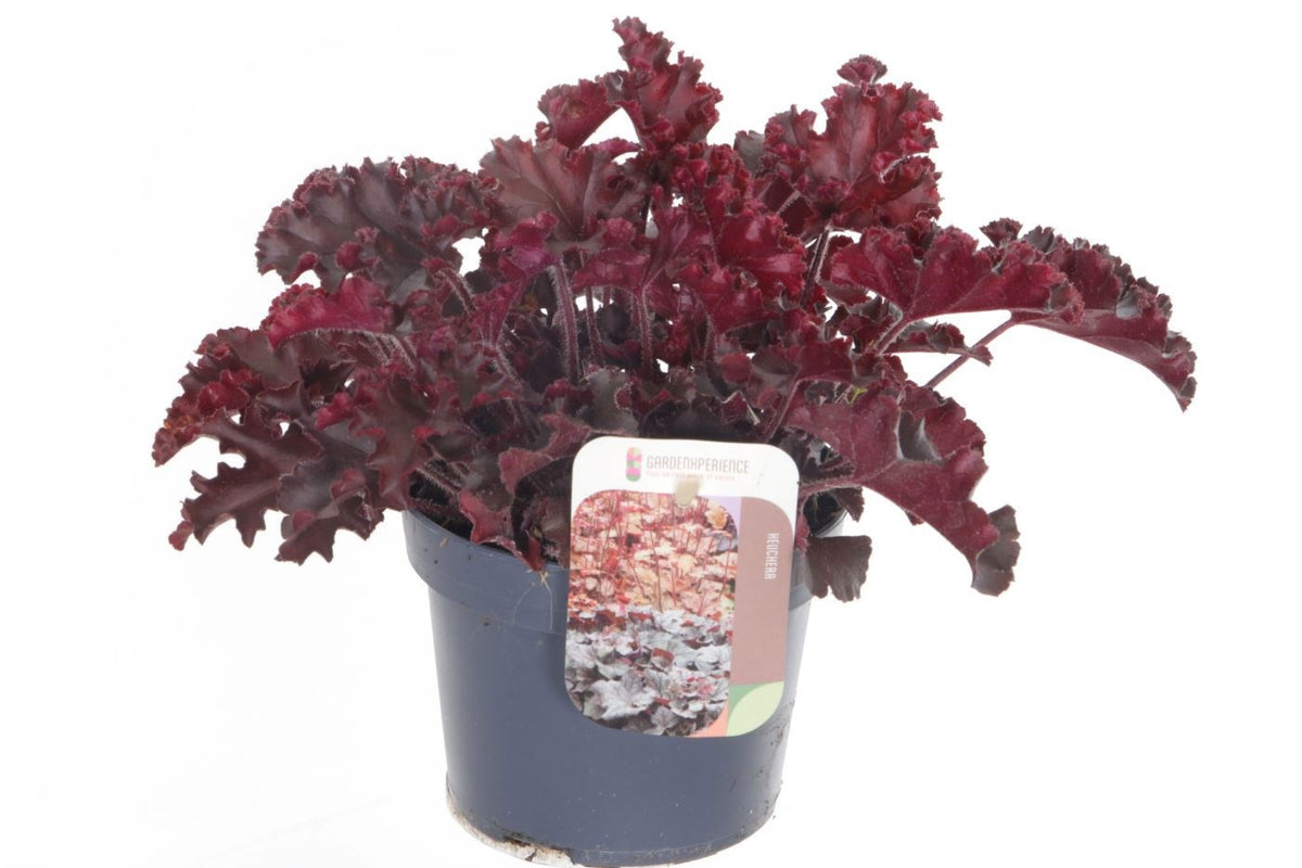Heuchera Melting Fire 20cm 13cm Pot