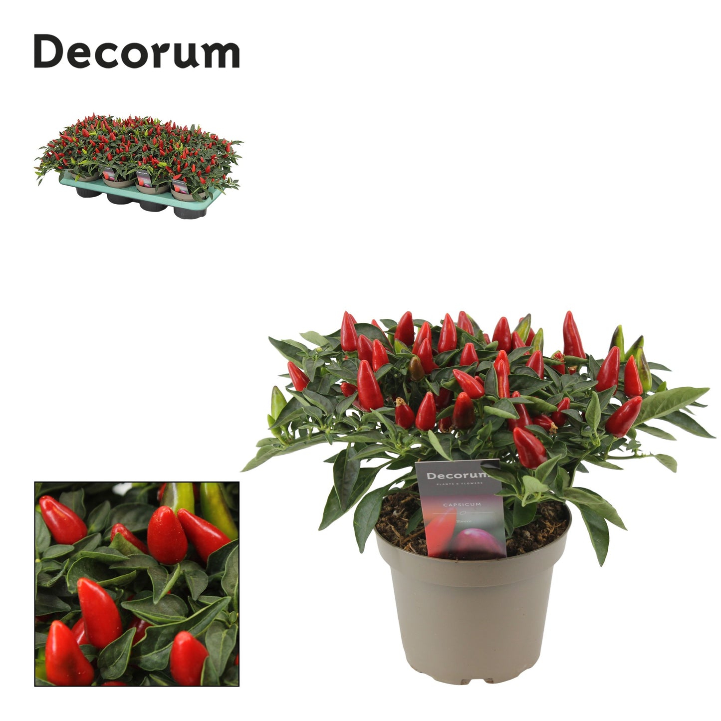 Capsicum ann. Torero Red 23cm 13cm Pot
