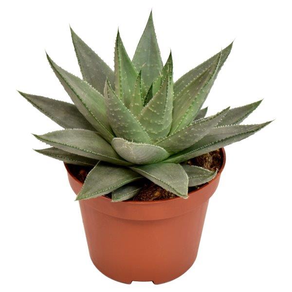 Haworthia Savanna 14cm 510cm Pot