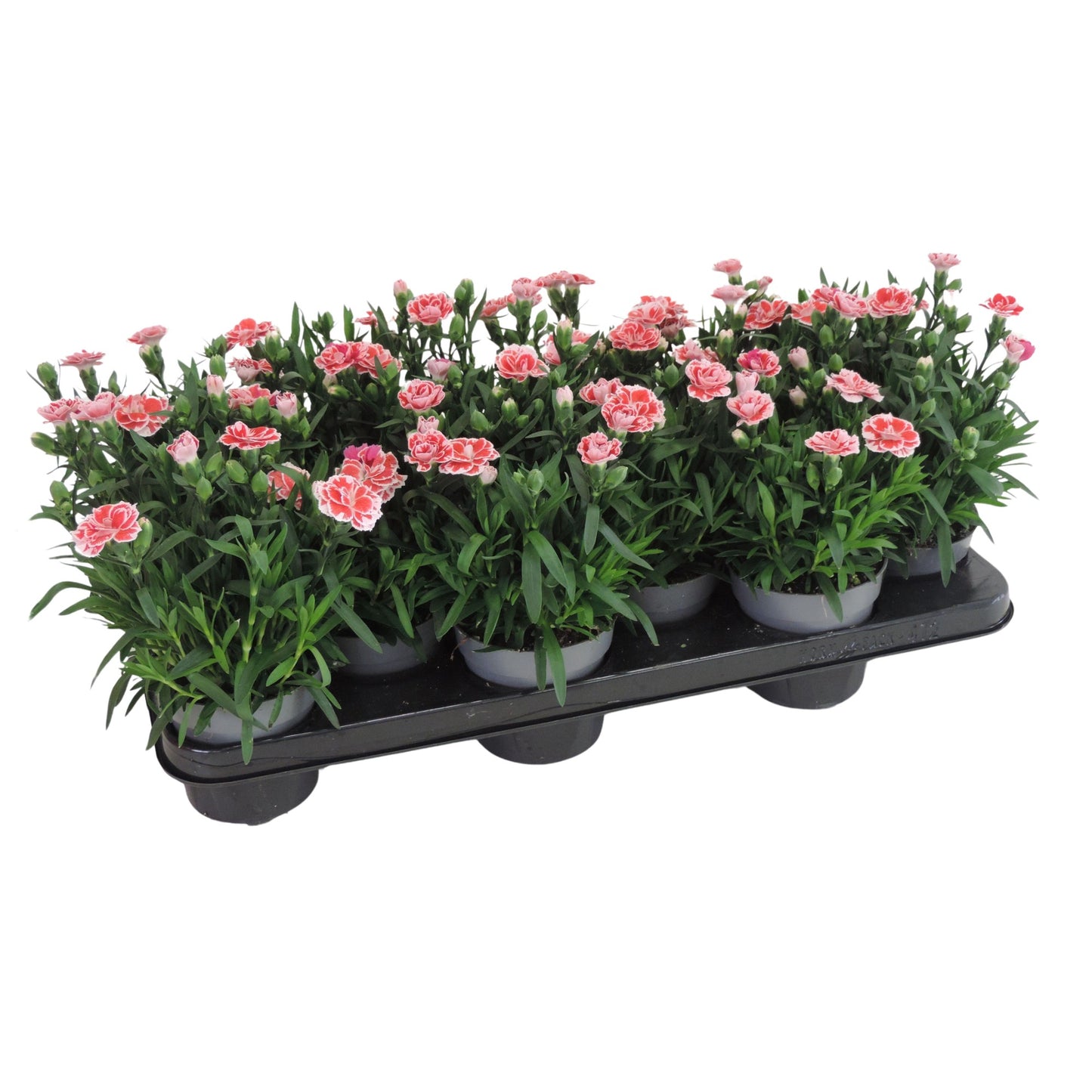 Dianthus Oscar White and Red 20cm 510cm Pot