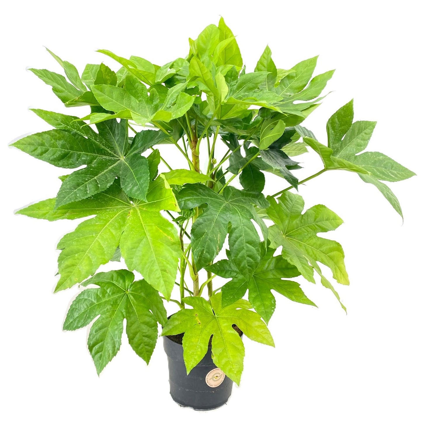 Fatsia japonica 105cm 24cm Pot