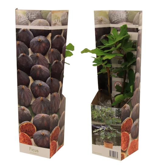 Valk BV Patioplant Ficus carica ("Fig") Pack of 12