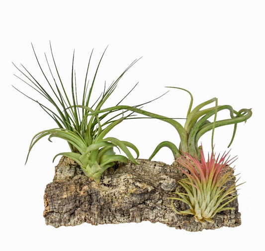 Tillandsia Kurkhout 17cm 17cm Pot