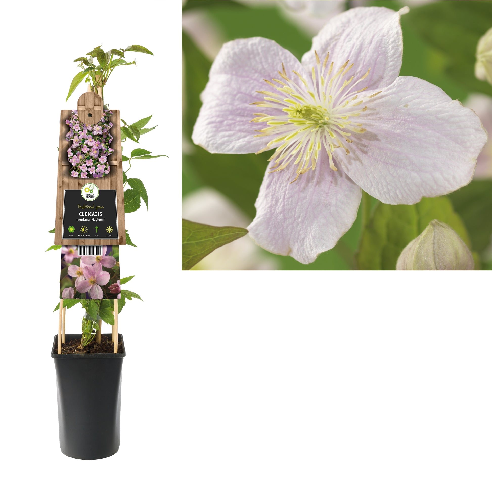 Clematis montana Mayleen 75cm 17cm Pot