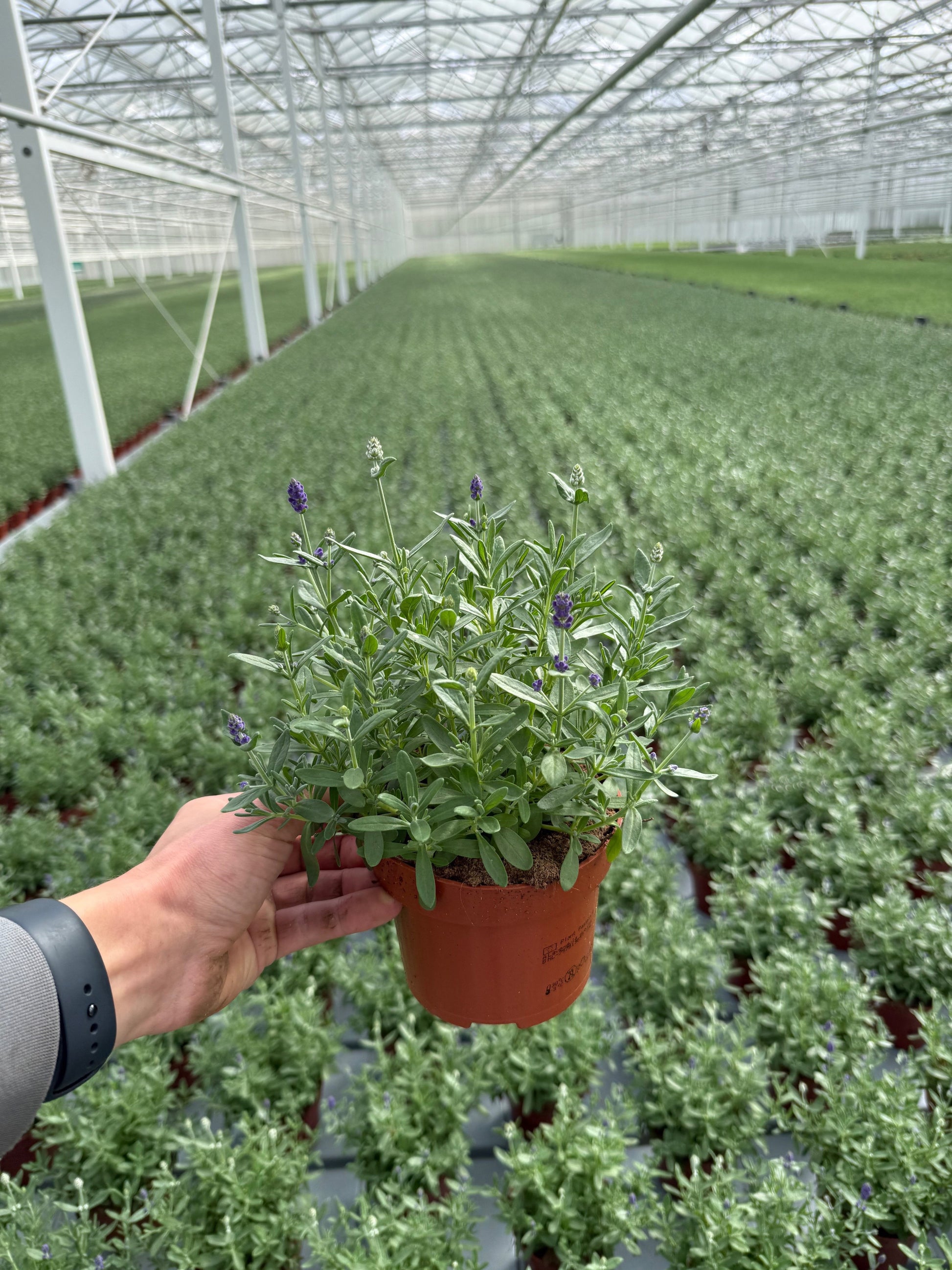 Lavandula st. Flirt mix 30cm 13cm Pot