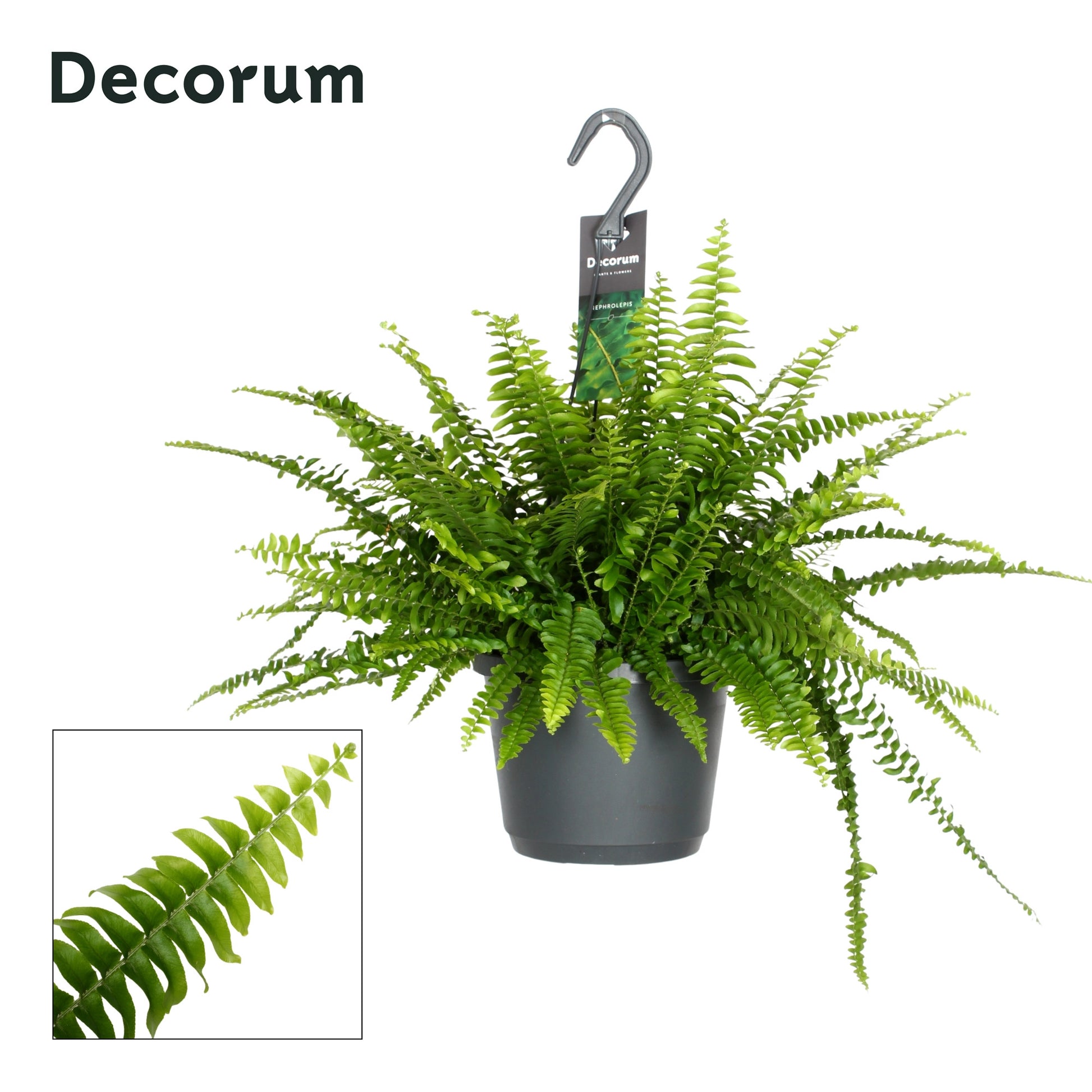 Nephrolepis Montana 45cm 17cm Pot
