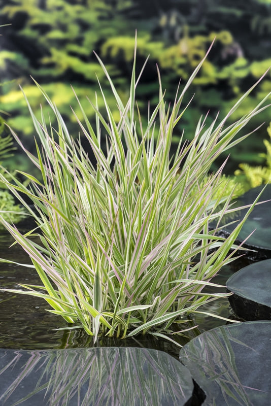 Waterplkw R. Moerings Phalaris arundinacea Picta Pack of 6