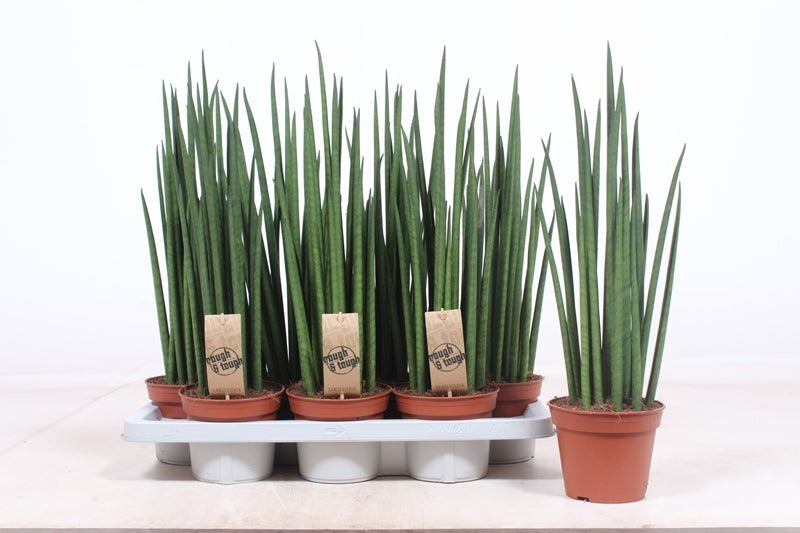 Fachjan BV Sansevieria bacularis Mikado Pack of 7