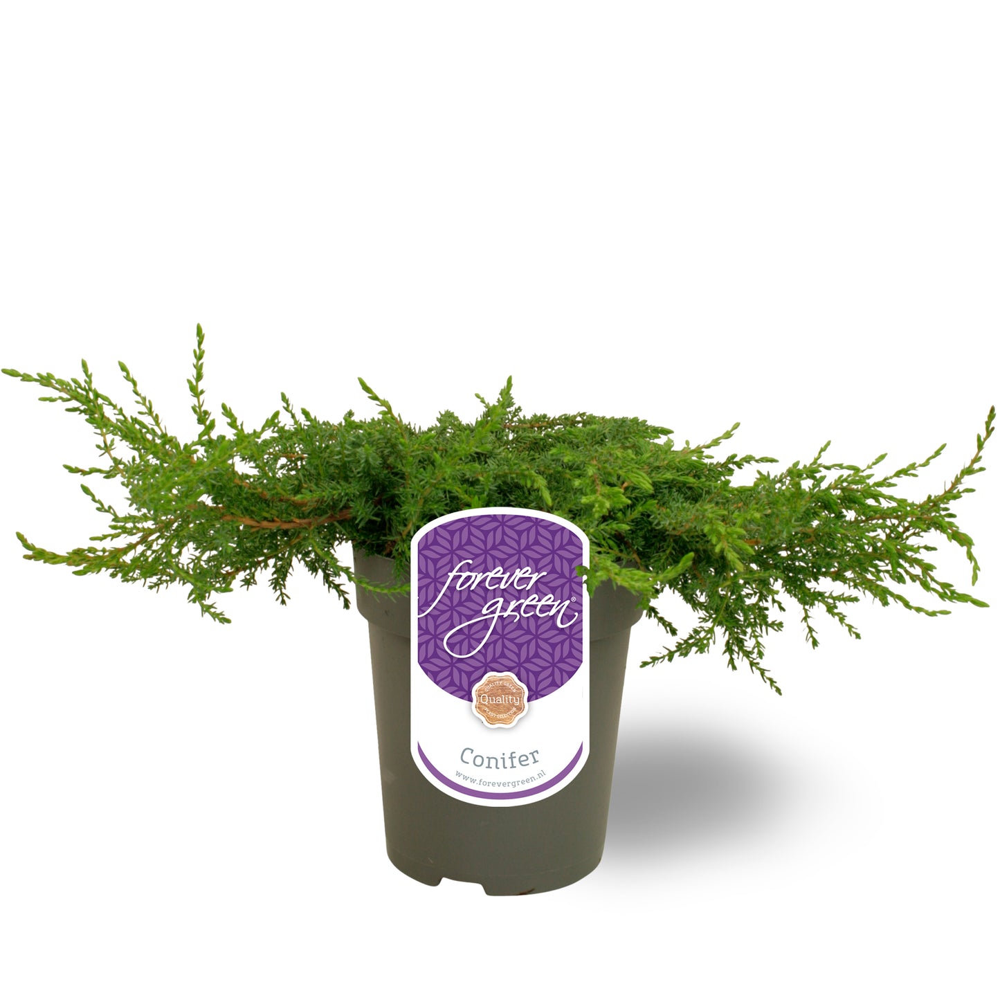 juniperus-green-carpet-25cm-15cm-pot
