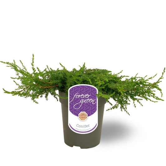 Hoogeveen Plants BV Juniperus Green Carpet Pack of 6
